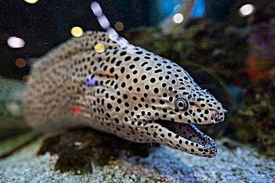 外媒评2021年最具规模开放世界游戏 《孤岛惊魂6》在列